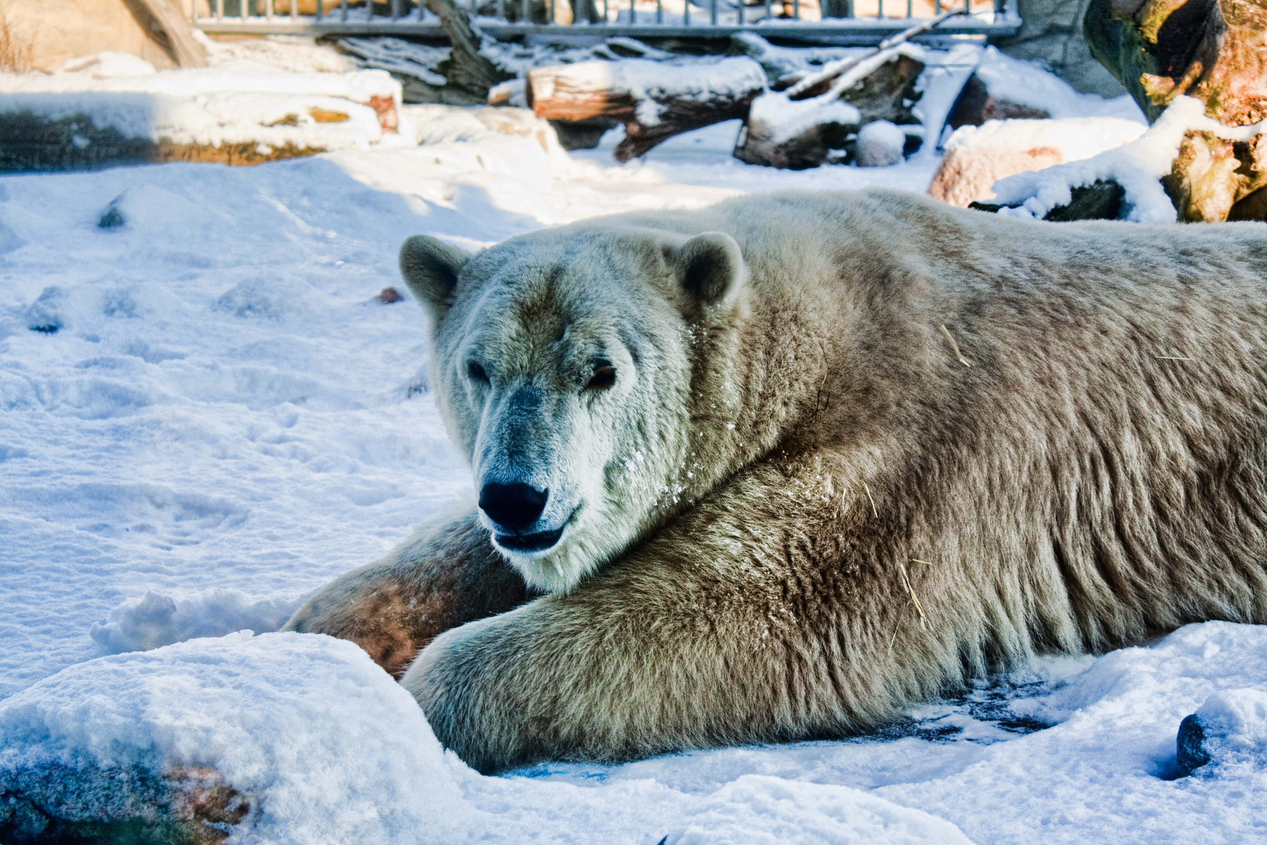 HBremerhaven Polar Bear-1